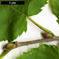 SpeciesSub: var. mandshurica